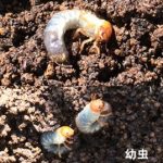 バラのマメコガネの幼虫対策（無農薬）