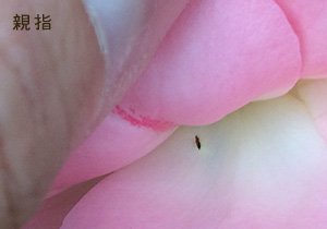 バラのスリップス対策 無農薬 ピーキャット流有機栽培