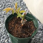 新苗作りはとてもカンタン! 新苗作りはとてもカンタン!