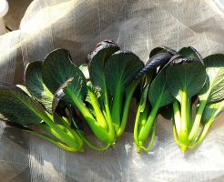 チンゲンサイ の記事一覧 無農薬で美味しい野菜を作りたい