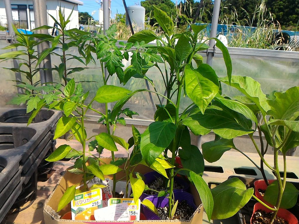 ピーマン パプリカの植え付け 無農薬で美味しい野菜を作りたい