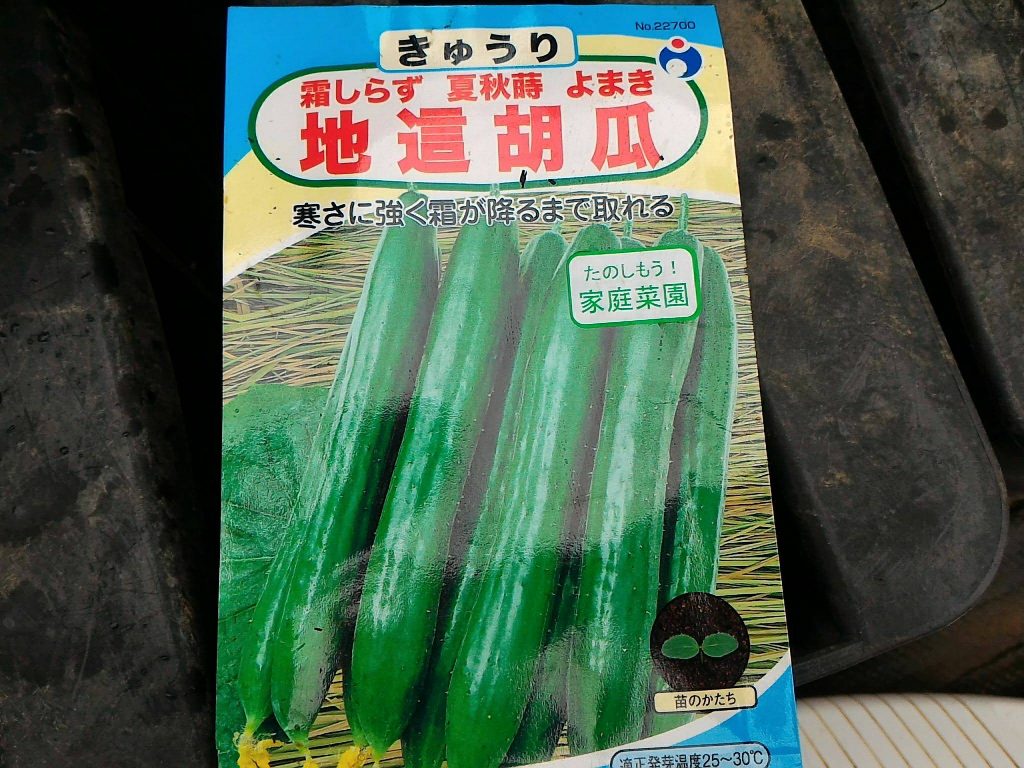 きゅうりの種まき 発芽 無農薬で美味しい野菜を作りたい