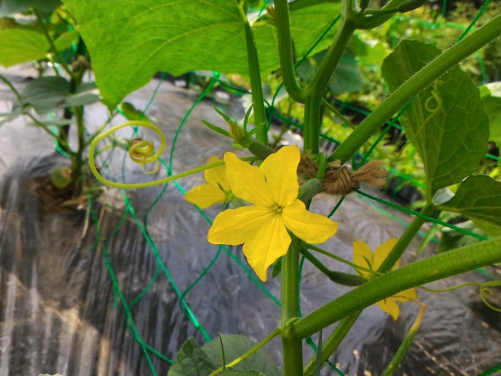 きゅうりの花が咲きました 無農薬で美味しい野菜を作りたい