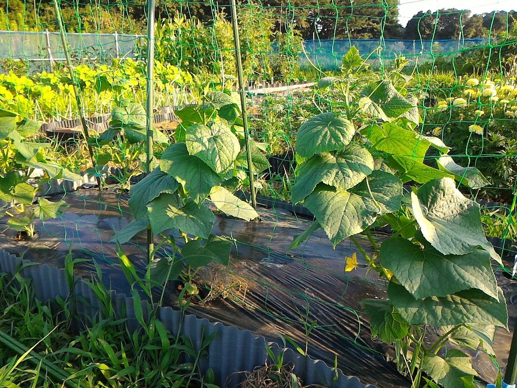 きゅうりの花が咲きました 無農薬で美味しい野菜を作りたい