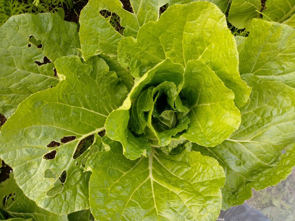 白菜が巻いてきました 無農薬で美味しい野菜を作りたい