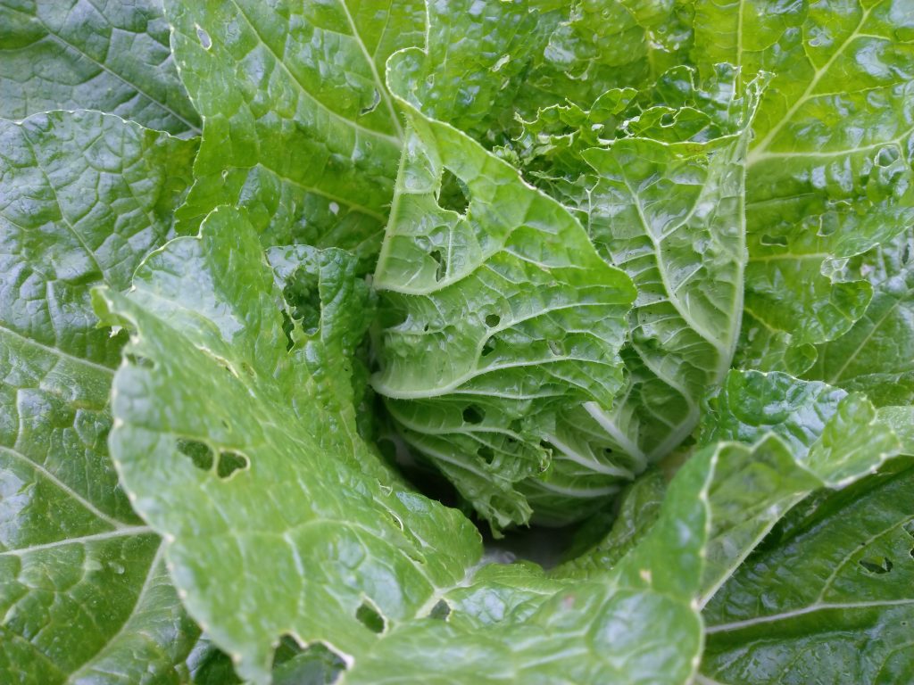 犯人は 無農薬で美味しい野菜を作りたい