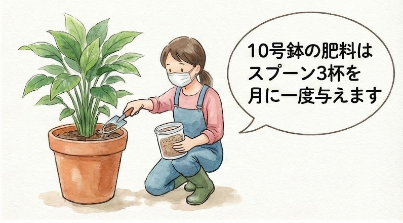 10号鉢の肥料はスプーン3杯を月に一度与えます