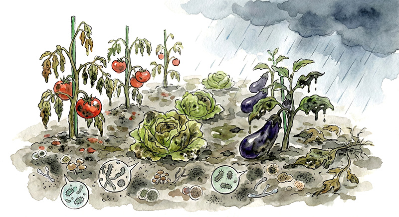 有機栽培は菌についての基礎知識が欠かせません！