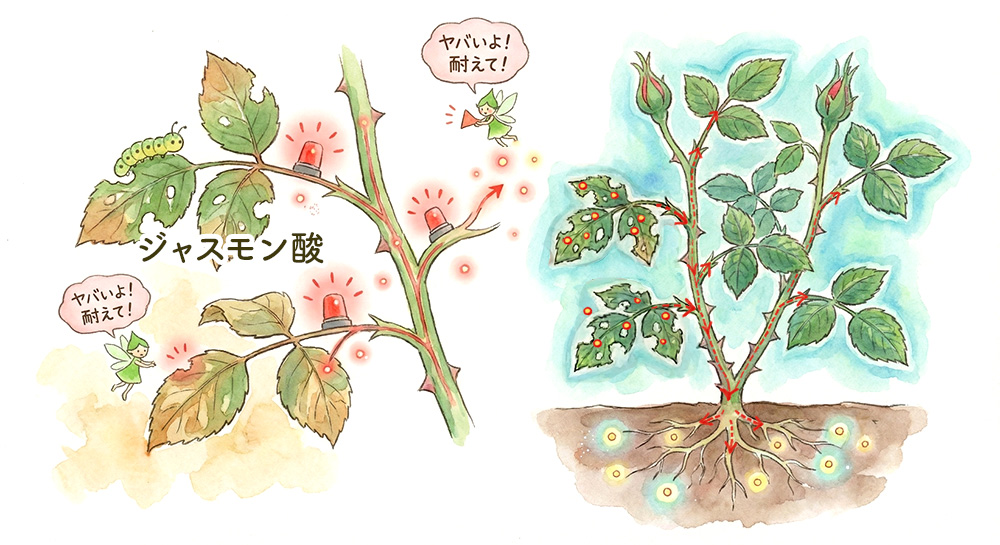 有機酸を知り、そして活用すれば栽培スキルが上がります