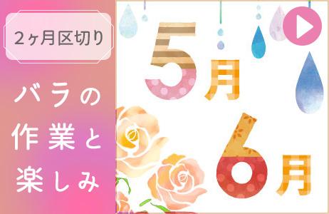 バラの作業と楽しみ５－６月