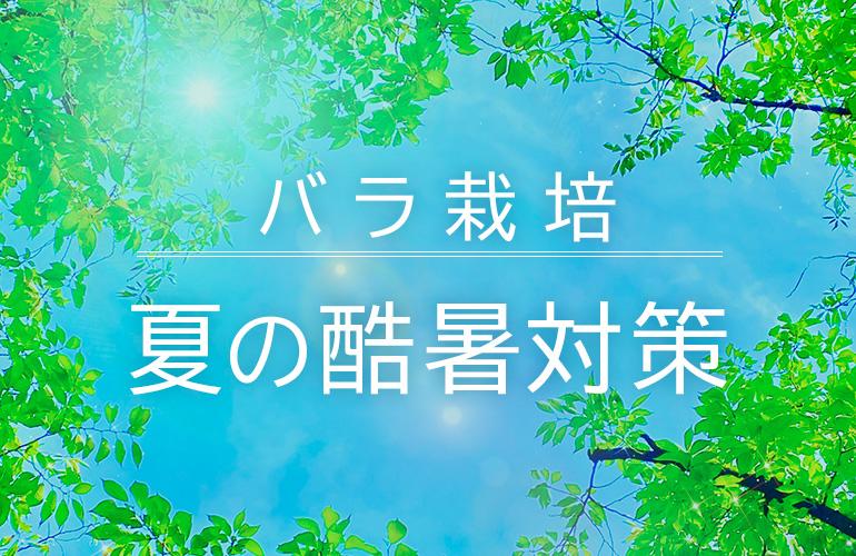 有機栽培だからこそ成せる酷暑対策で地球温暖化に打ち勝とう！