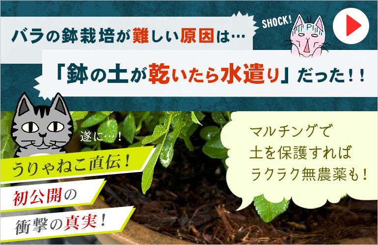 バラの鉢栽培が難しい原因は「鉢土の表面が乾いたら水遣り」だった！！