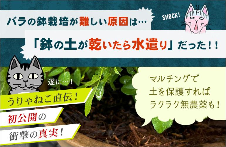 バラの鉢栽培が難しい原因は「鉢土の表面が乾いたら水遣り」だった！！